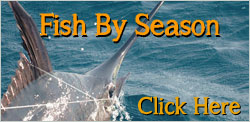 Outer Banks Fishing by Season